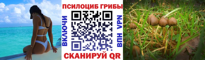 Псилоцибиновые грибы Psilocybine cubensis цены наркотик Цимлянск